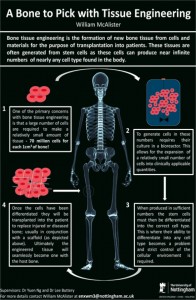 A bone to pick with tissue engineering